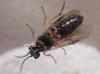 Priophorus compressicornis
